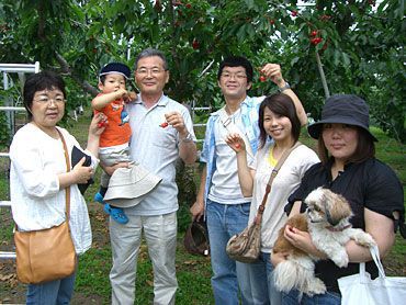 サクランボ狩りご来園の皆様