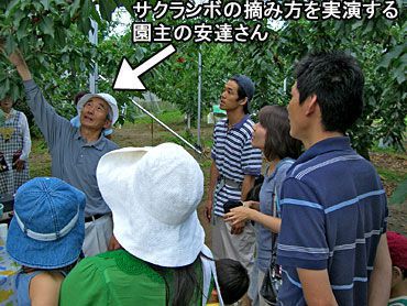 サクランボ狩りご来園の皆様