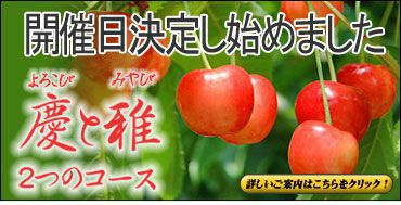 サクランボ狩り
