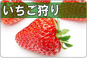 �C�`�S���