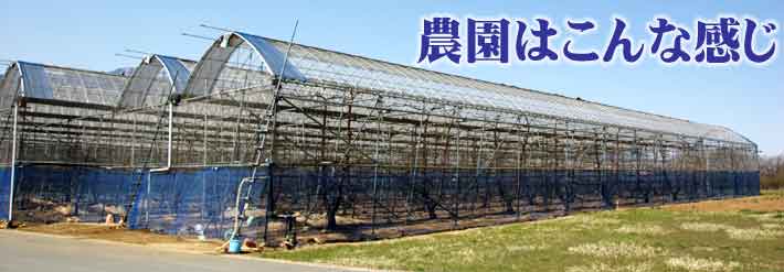 屋根付きさくらんぼ狩り農園
