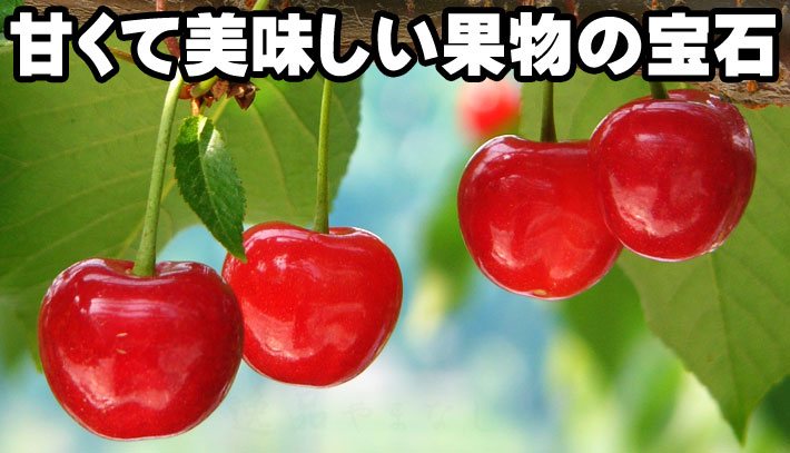 人気 山梨のさくらんぼ狩りオススメ6農園 美味しいさくらんぼ狩り園を厳選 逸品やまなしの果物狩り 人気 山梨のさくらんぼ狩りオススメ6農園 美味しいさくらんぼ狩り園を厳選 逸品やまなしの果物狩り