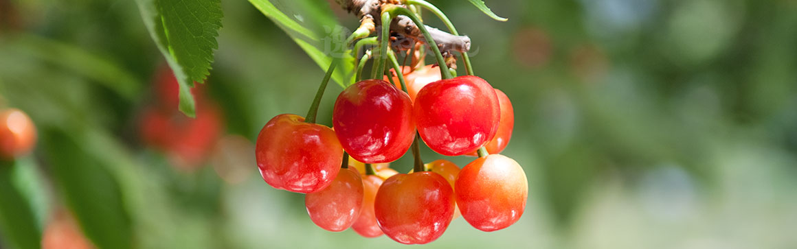 人気 山梨のさくらんぼ狩りオススメ6農園 美味しいさくらんぼ狩り園を厳選 逸品やまなしの果物狩り 人気 山梨のさくらんぼ狩りオススメ6農園 美味しいさくらんぼ狩り園を厳選 逸品やまなしの果物狩り