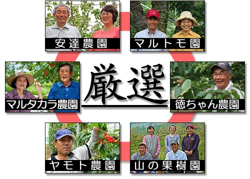 山梨の厳選サクランボ狩り6農園