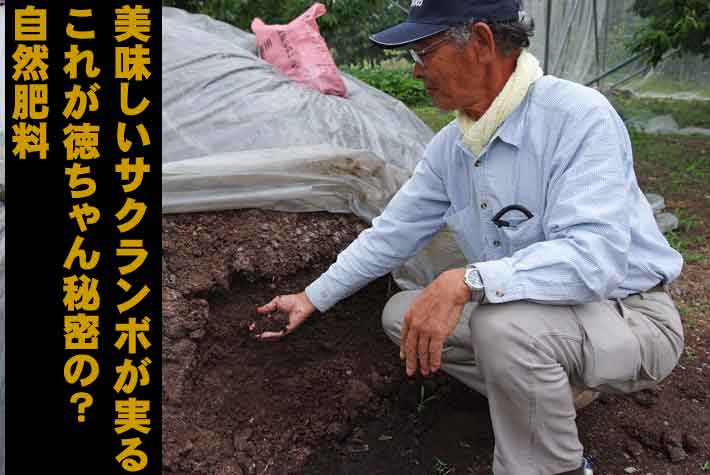 徳ちゃん農園は味重視のサクランボ農園