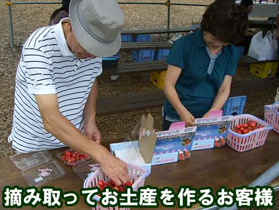 サクランボを摘み取りお土産にするお客様