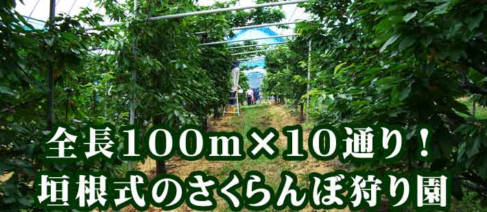 山の果樹園のさくらんぼ狩り園は全長100m
