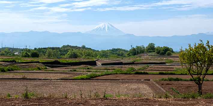 ヤモト農園から見える富士山