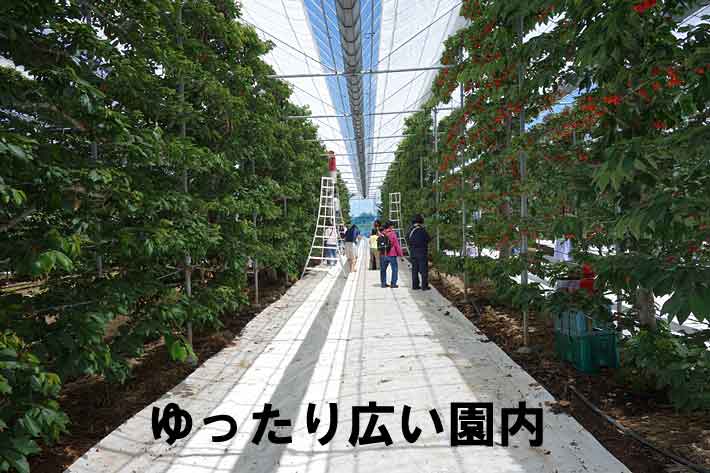 ゆったり広い園内でさくらんぼ狩りを楽しむお客様