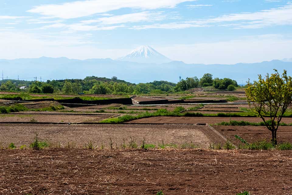 ヤモト農園から見える富士山