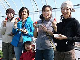 いちご狩りご来園の皆様