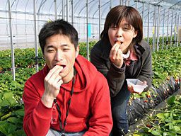 いちご狩りご来園のお客様