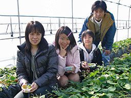 いちご狩りご来園のお客様