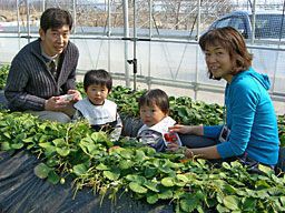 いちご狩りご来園のお客様