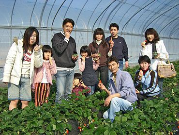 イチゴ狩りご来園の皆様