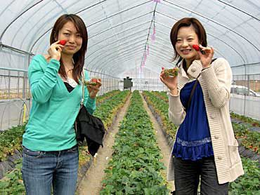 いちご狩りご来園の皆様