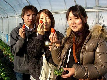 イチゴ狩りご来園のお客様