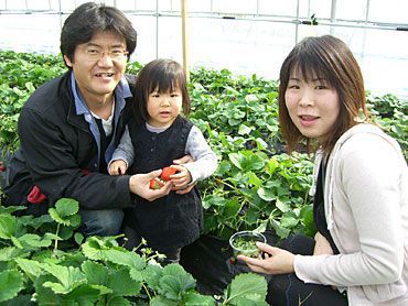 いちご狩りご来園の皆様