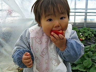 イチゴ狩りご来園のお客様