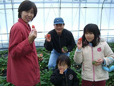 イチゴ狩りご来園のお客様