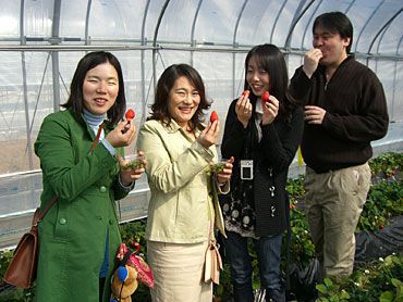 イチゴ狩りご来園の皆様