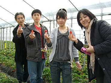 イチゴ狩りご来園の皆様