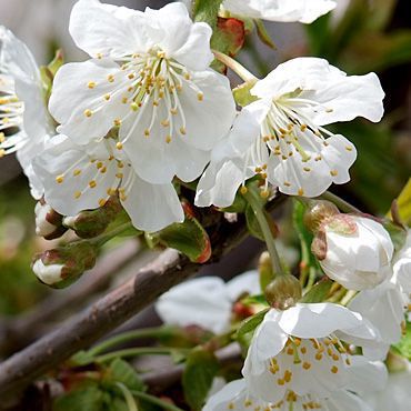 サクランボの花