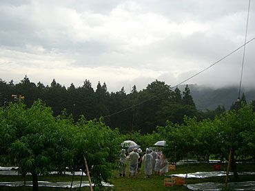 山中の桃狩り