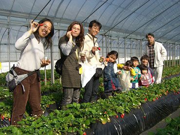 イチゴ狩りご来園のお客様