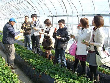 イチゴ狩りご来園のお客様