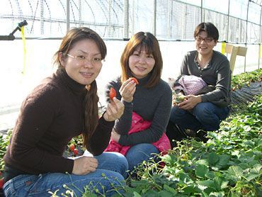 イチゴ狩りご来園のお客様