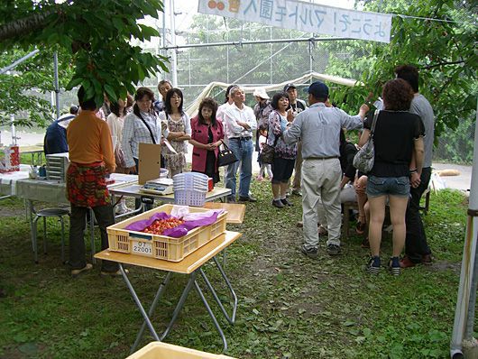 サクランボ狩りご来園のお客様