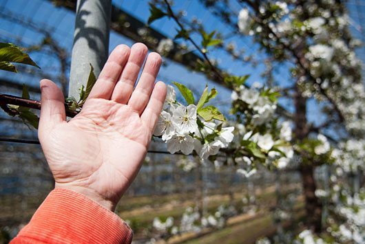 サクランボの花