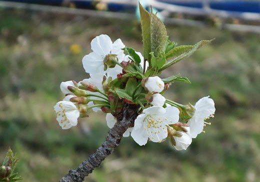 サクランボの花