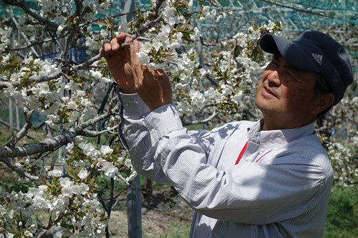 サクランボの花を確認する