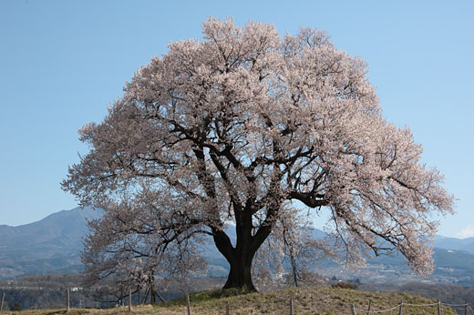 わに塚の桜