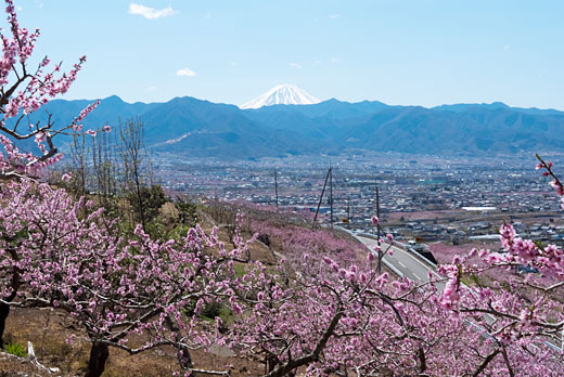 桃の花