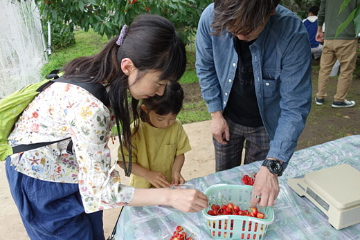 さくらんぼ狩りの様子