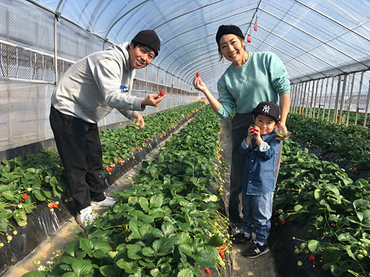 イチゴ狩りの様子ヤモト農園