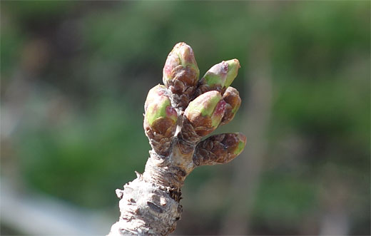 成長するさくらんぼの新芽