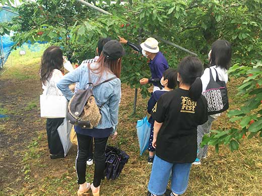 山の果樹園サクランボ狩りの様子