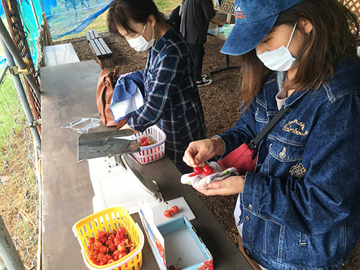 サクランボのお土産づくり