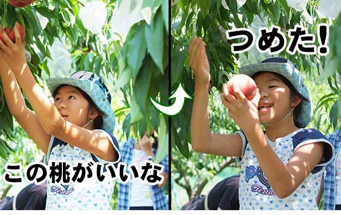 3.ご自身で桃を選んで木から収穫
