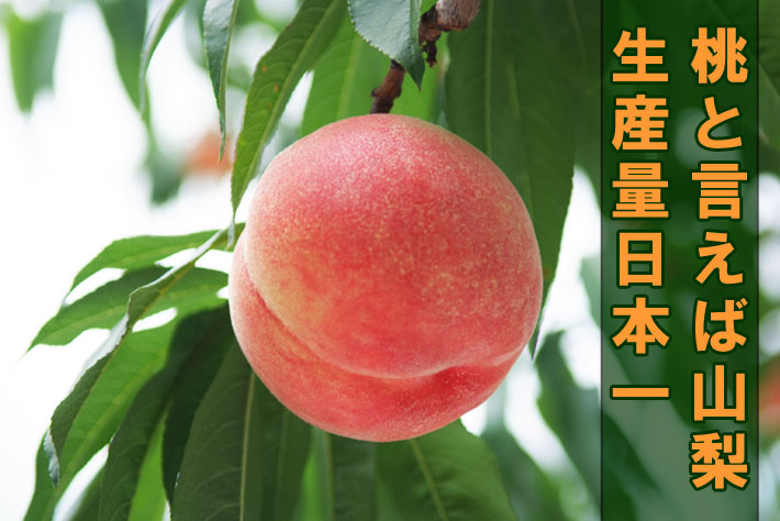 山梨の桃狩りなら山の果樹園 美味しい完熟桃が味わえます 逸品やまなしの果物狩り 山梨の桃狩りなら山の果樹園 美味しい完熟桃が味わえます 逸品やまなしの果物狩り