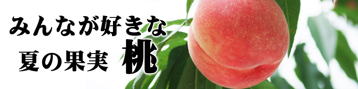 山梨の桃狩りなら山の果樹園 美味しい完熟桃が味わえます 逸品やまなしの果物狩り