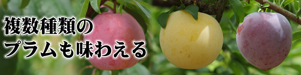 23厳選 山梨の桃狩りは人気の山の果樹園がオススメ 逸品やまなしの果物狩り