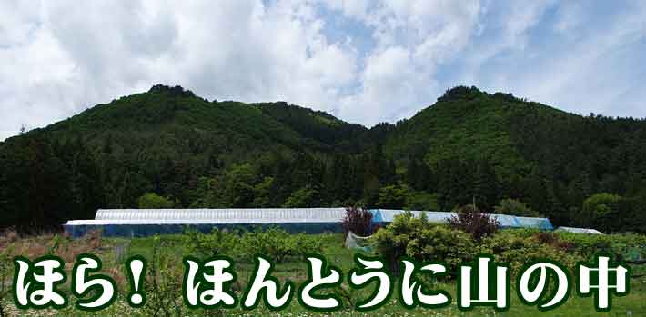 寒暖差が大きな山の中で育った甘い桃