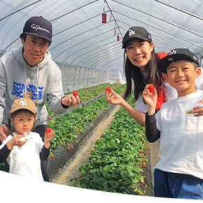 本当に美味しいイチゴ狩りは山梨のヤモト農園