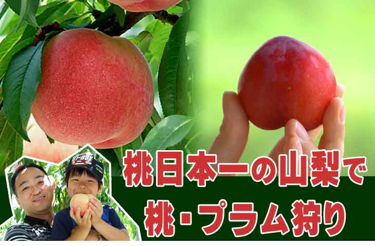 山梨で桃狩り、桃狩りは日本一の桃の里山梨へ