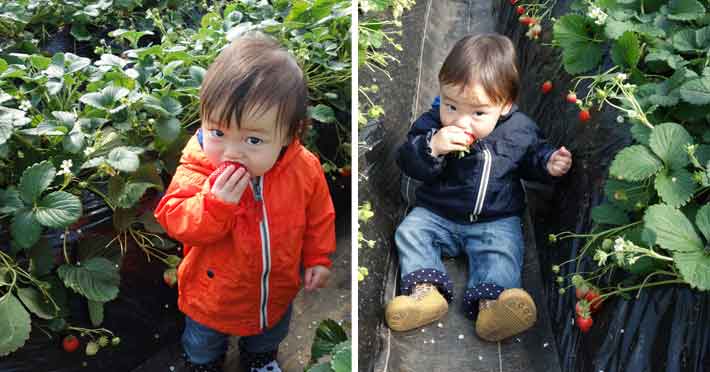 子供が喜んで食べる本当に美味しいイチゴ狩り